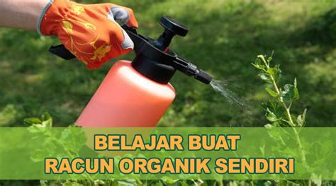 Cara Mudah Membuat Racun Rumput Organik Sendiri di Rumah